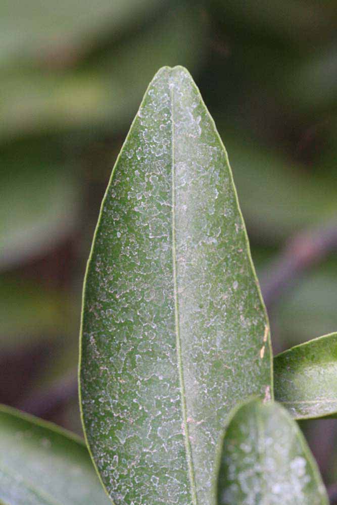              Margin (Riverside, CA)       